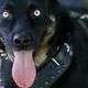 Dogs. AP
